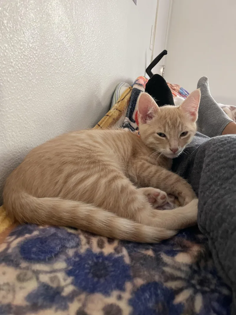 A baby small-sized male Domestic Short Hair cat named Brad for adoption in San Luis Obispo, CA