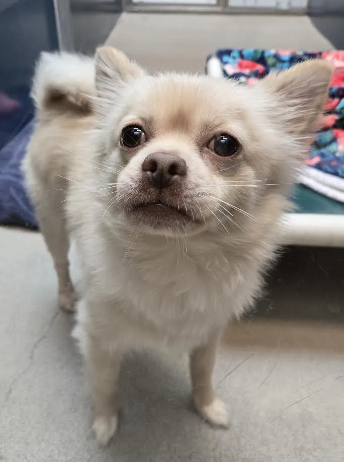 An adult small-sized male Apricot / Beige Mixed Breed dog named Lentil for adoption in Bellingham, WA