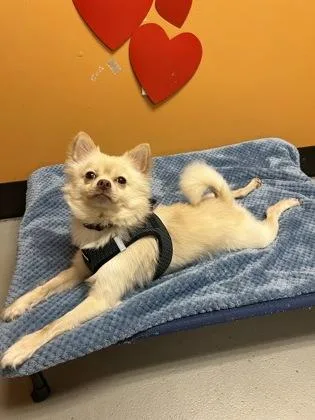 Lentil thumbnail 3
