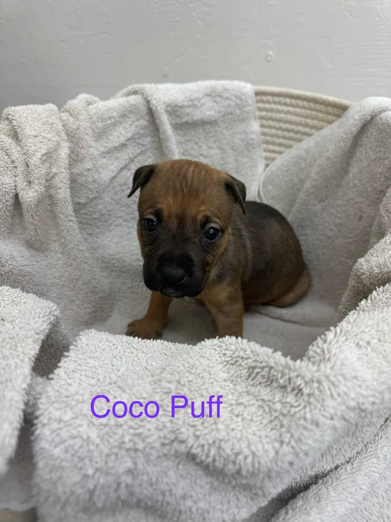 Coco Puff