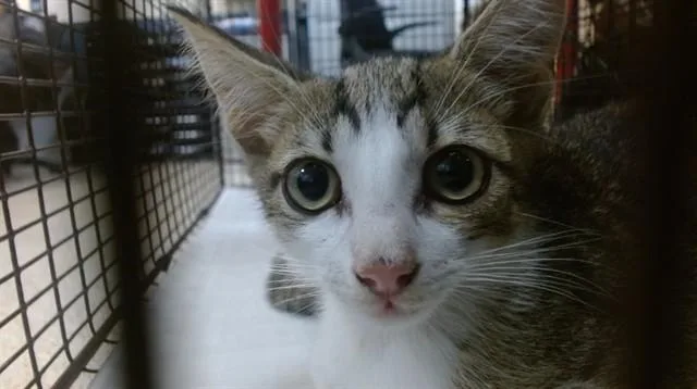 A baby small-sized male Domestic Short Hair cat named Tikki for adoption in Miami, FL