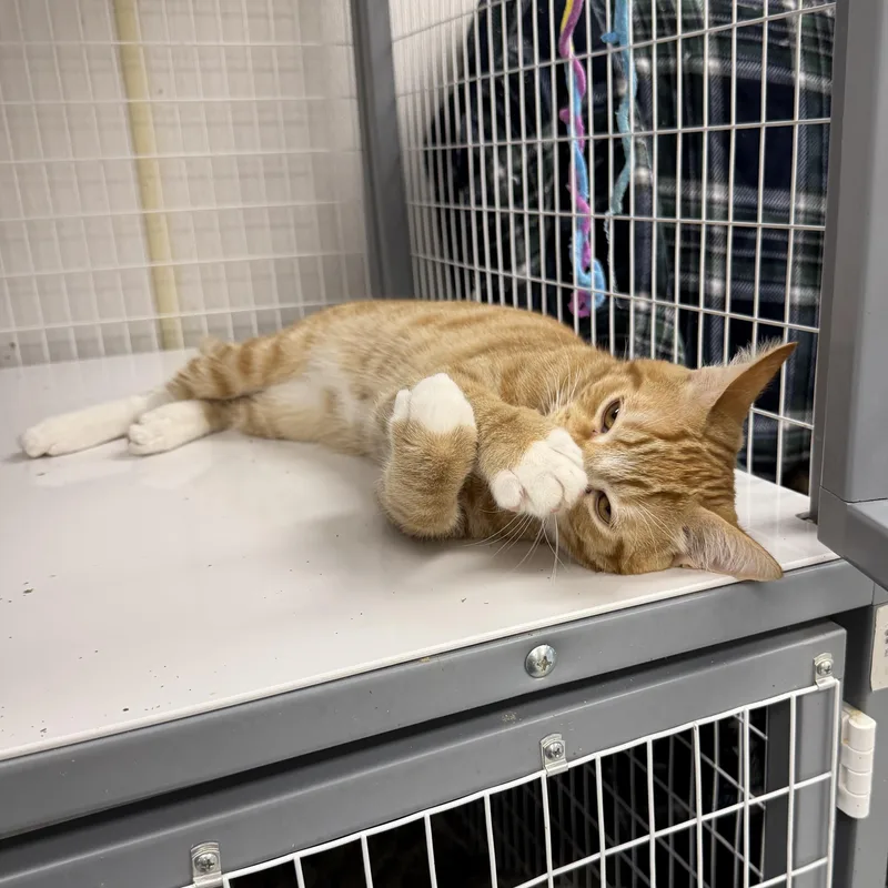 A young medium-sized male Orange & White Domestic Short Hair cat named Aj for adoption in Senatobia, MS