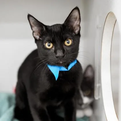 A baby small-sized male Black Domestic Short Hair cat named Louie for adoption in Atlanta, GA