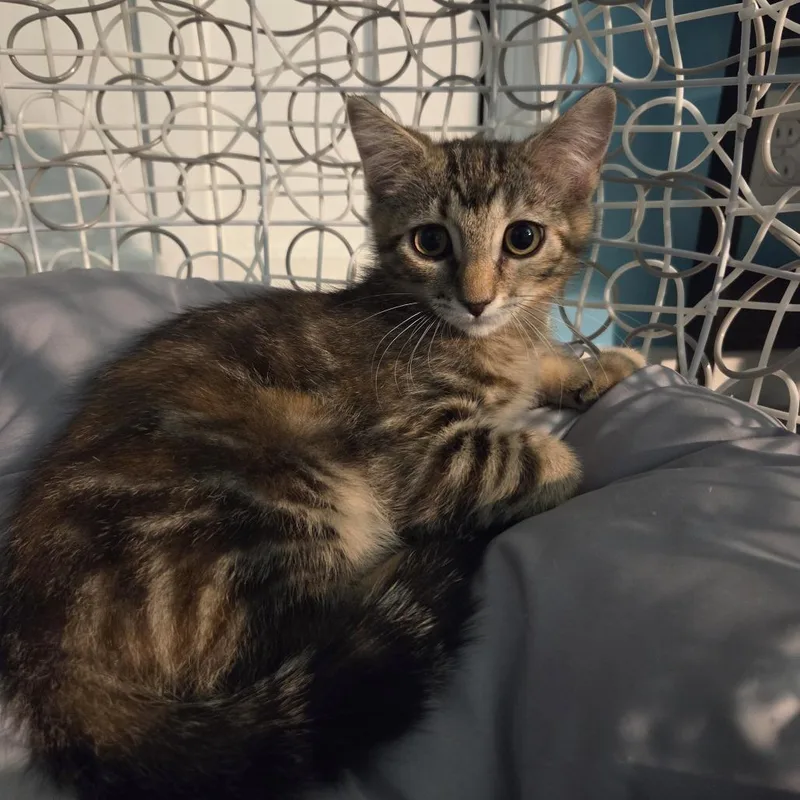 A baby small-sized female Brown / Chocolate Domestic Short Hair cat named Polly Pocket for adoption in Gibsonia, PA