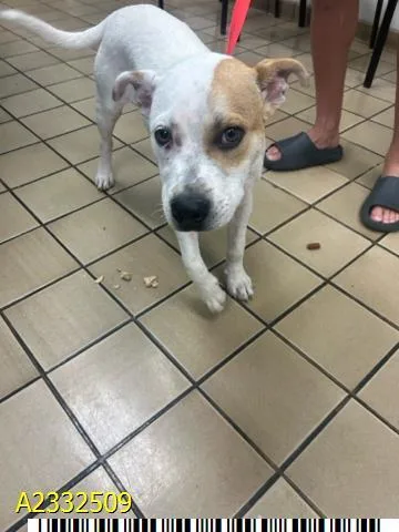 A young medium-sized male Mixed Breed dog named Doofenshmirtz for adoption in West Palm Beach, FL