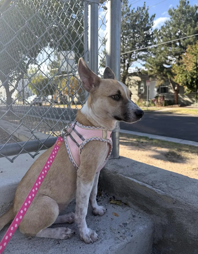A young medium-sized female Australian Cattle Dog / Blue Heeler dog named Rue for adoption in Commerce City, CO