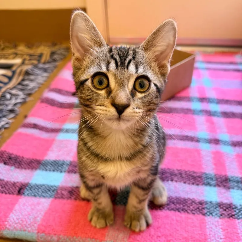 A baby small-sized male Brown / Chocolate Domestic Short Hair cat named Sphere for adoption in Agoura Hills, CA