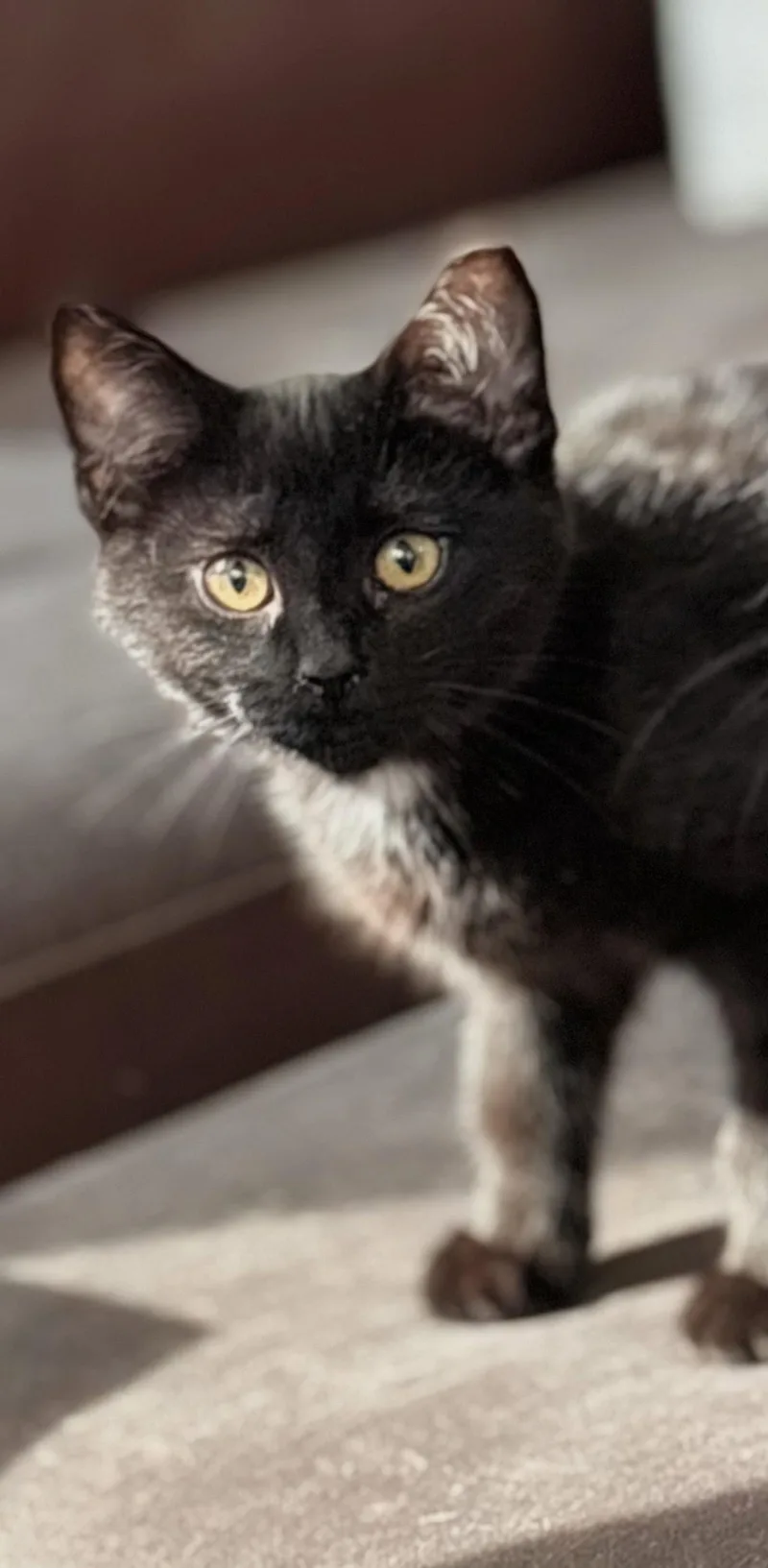 A baby medium-sized male Black Domestic Long Hair cat named Velvet for adoption in Greenville, DE