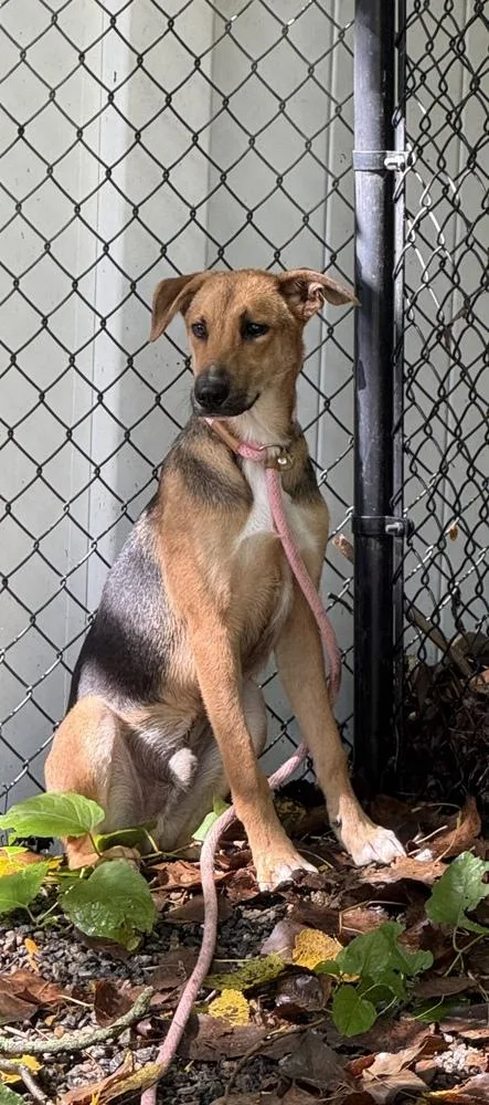 A young medium-sized male Terrier dog named Forrest for adoption in Elmsford, NY