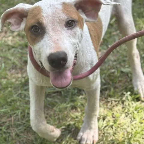 An adult medium-sized female White / Cream Mixed Breed dog named Liviya for adoption in Dover, AR