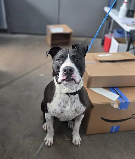 An adult large-sized male Mixed Breed dog named Jd for adoption in Dallas, TX