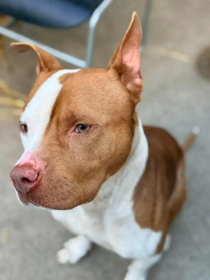 Knoxville thumbnail 3