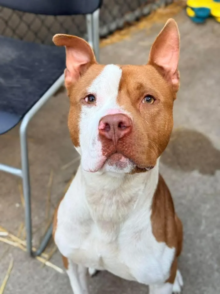 Knoxville thumbnail 4