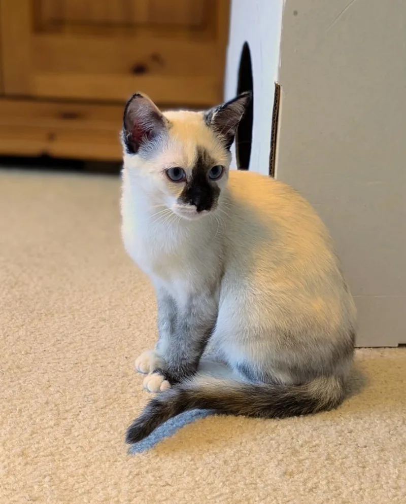 Ambrosia
