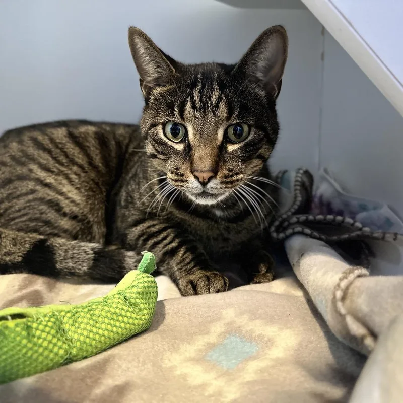 An adult large-sized male Brown / Chocolate Domestic Short Hair cat named Chik fil a for adoption in Matteson, IL