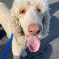 An adult large-sized male Labradoodle dog named Gonzo for adoption in Monticello, NY