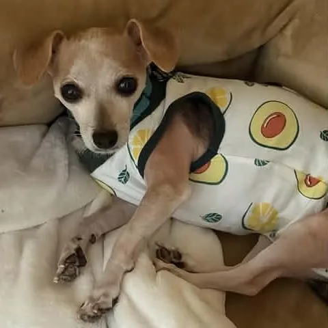 An adult small-sized female Sable Chihuahua dog named Fedya for adoption in Marana, AZ