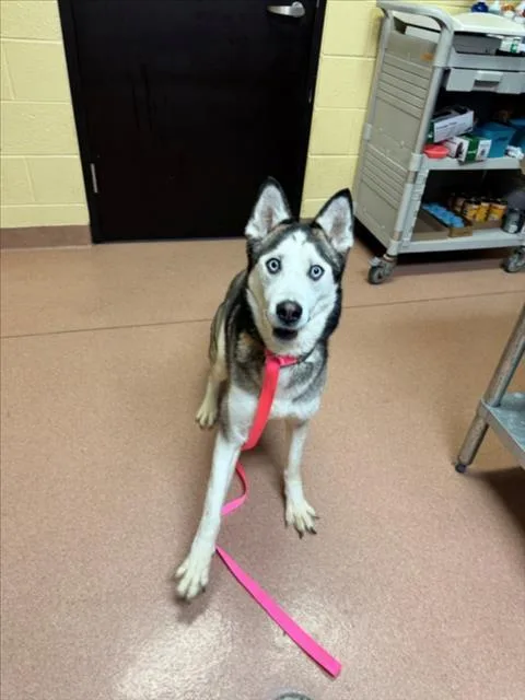 An adult medium-sized female Siberian Husky dog named Prim for adoption in Cookeville, TN