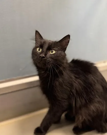 An adult large-sized female Domestic Long Hair cat named Juno for adoption in Eagle, CO