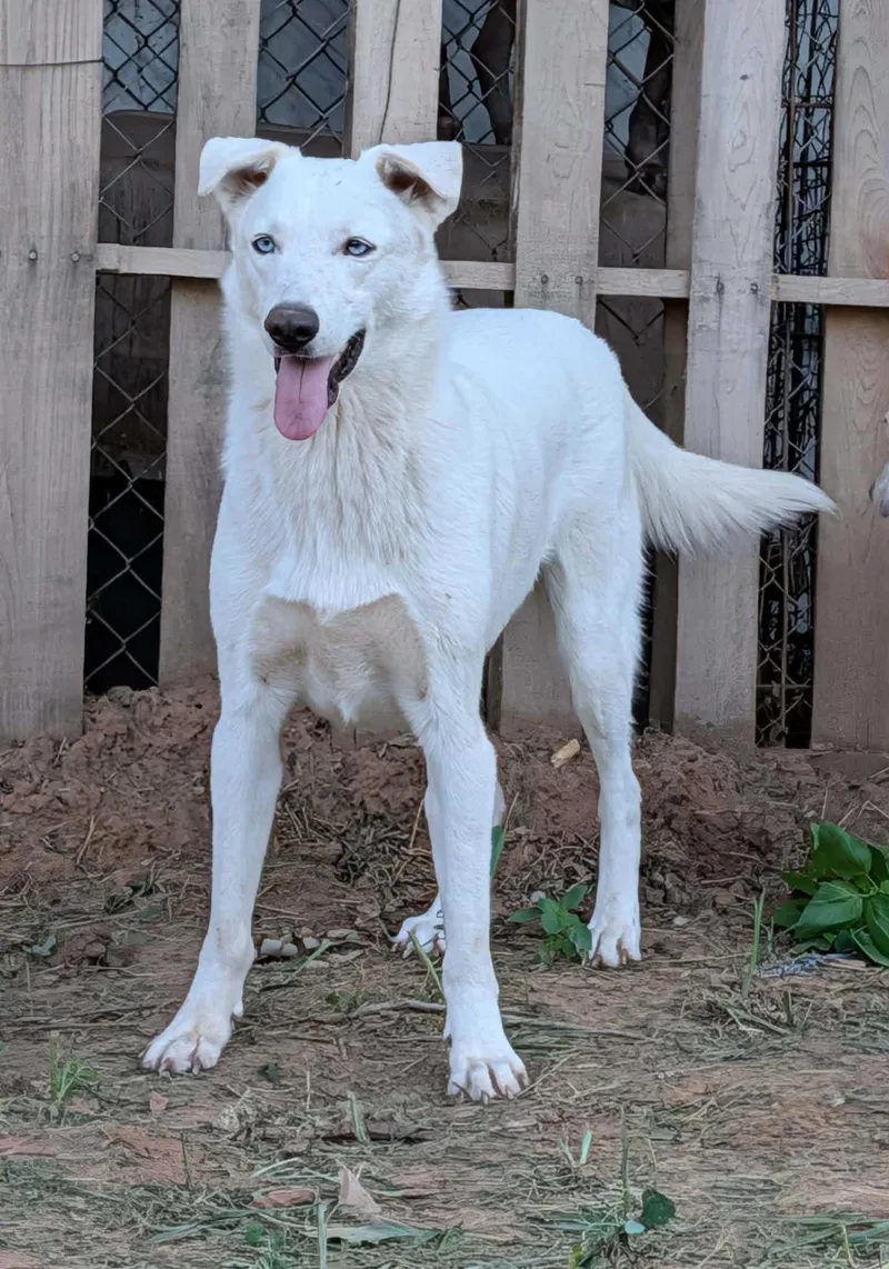 A young medium-sized female White / Cream Husky dog named Razzberry for adoption in Bar Nunn, WY