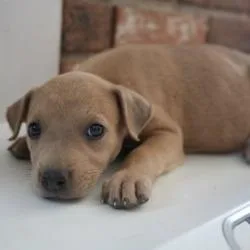 A baby small-sized female Brown / Chocolate Mixed Breed dog named Quiche for adoption in Bellingham, WA