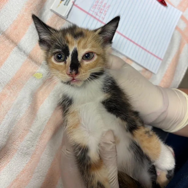 A baby small-sized female Calico Domestic Short Hair cat named France for adoption in Reno, NV