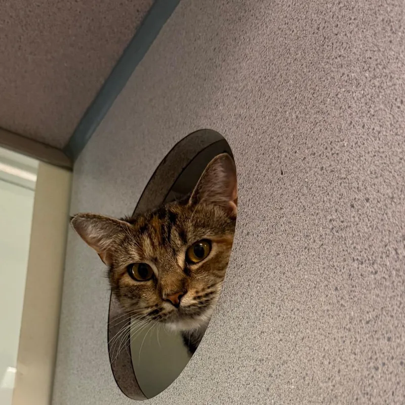 An adult small-sized female Torbie Domestic Short Hair cat named Happy for adoption in Quakertown, PA