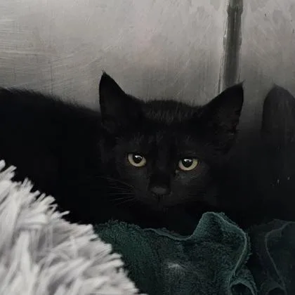 A young small-sized female Domestic Short Hair cat named Journey for adoption in Scotia, NY