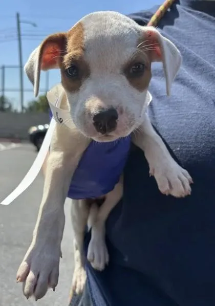 A baby small-sized female Mixed Breed dog named Gi for adoption in Atlanta, GA