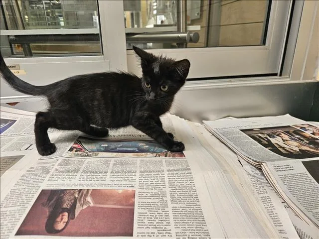 A baby small-sized female Domestic Short Hair cat named Beauty for adoption in Los Angeles, CA