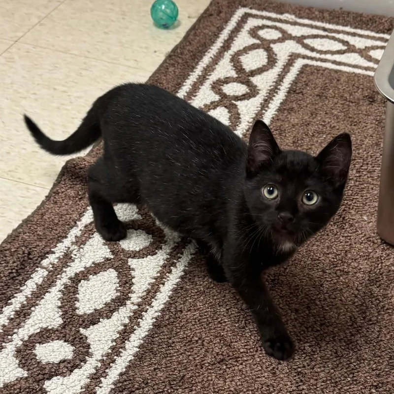 A baby small-sized female Black Domestic Short Hair cat named Licorice for adoption in Milford, IA