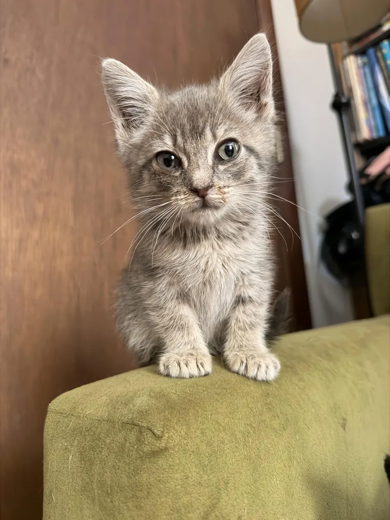 Graycie