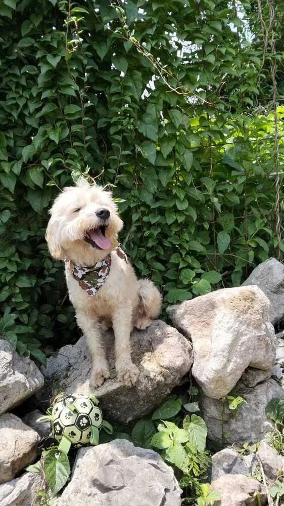 An adult small-sized male White / Cream Maltese dog named Cooper for adoption in Gig Harbor, WA