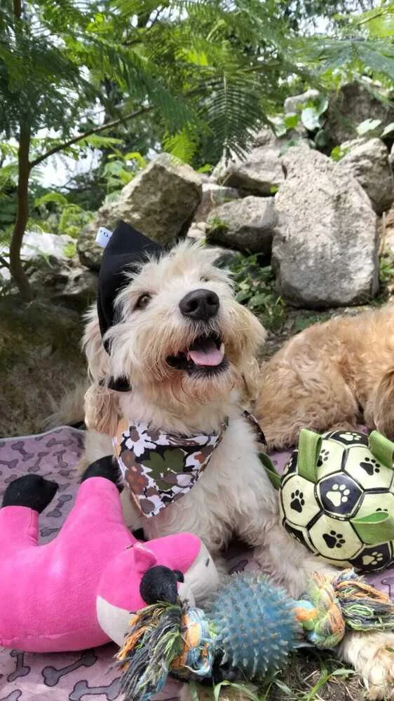 Cooper thumbnail 2