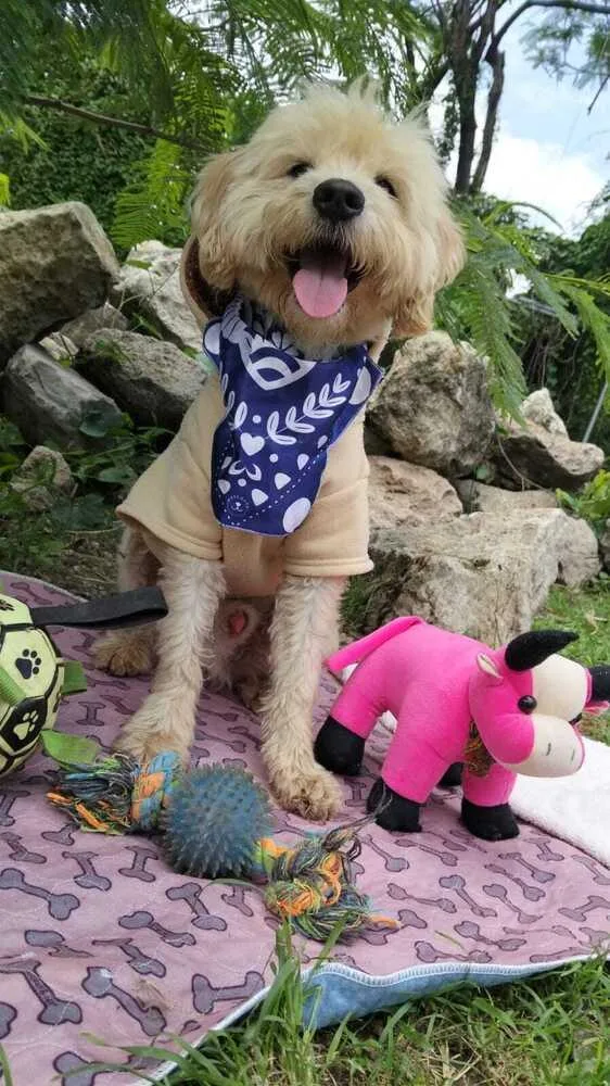 Cooper thumbnail 5