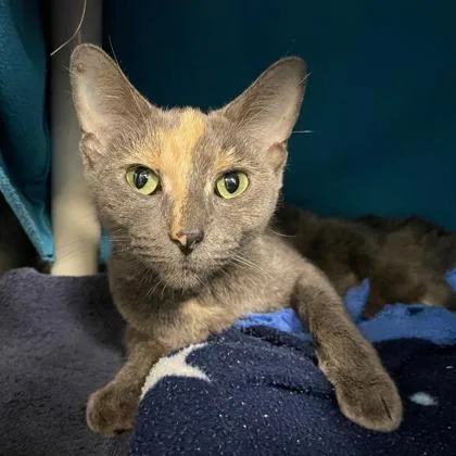 An adult small-sized female Domestic Short Hair cat named Charlotte for adoption in Wheaton, IL
