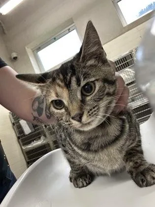 A baby small-sized female Domestic Short Hair cat named Zora for adoption in Cincinnati, OH