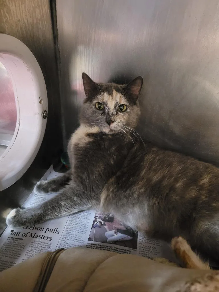 A young small-sized female Domestic Short Hair cat named Mamma Mia for adoption in Angola, IN