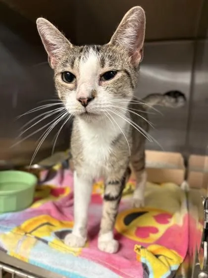 An adult medium-sized female Tabby (Brown / Chocolate) Domestic Short Hair cat named Maci for adoption in Lafayette, IN