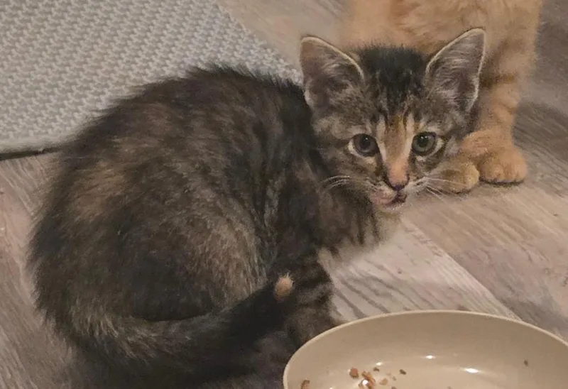 A baby medium-sized female Domestic Short Hair cat named Isabeau Levito for adoption in Parkville, MD