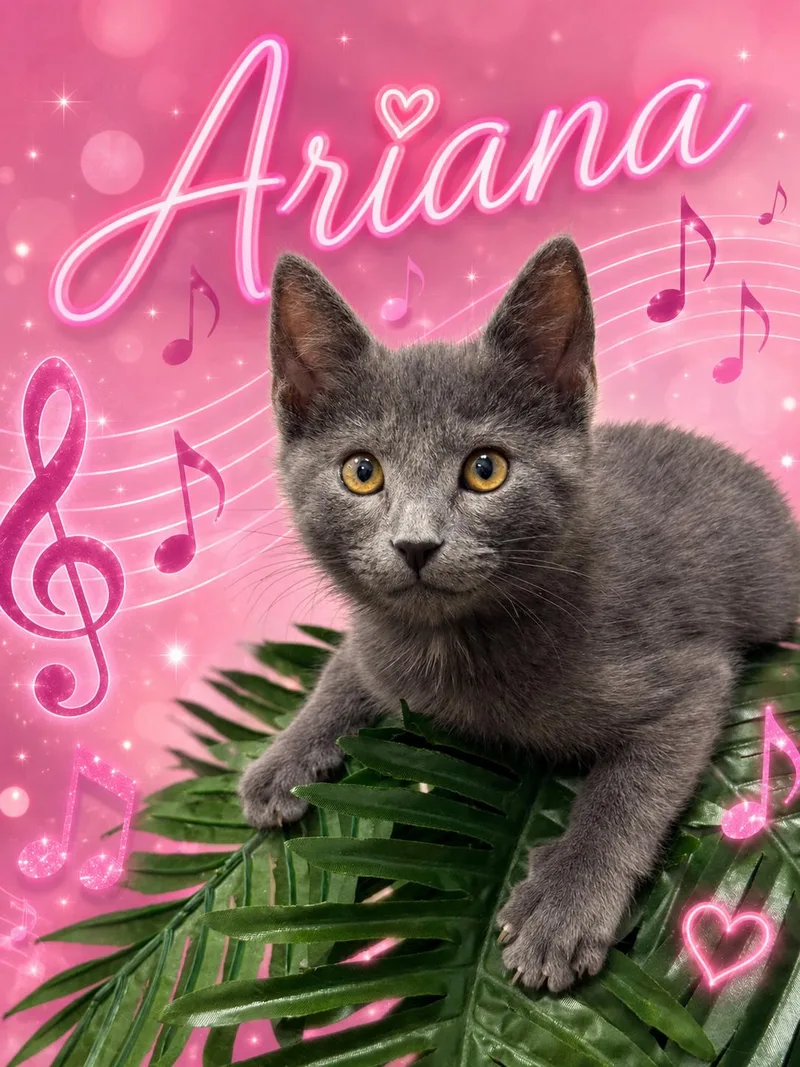 Arianadc