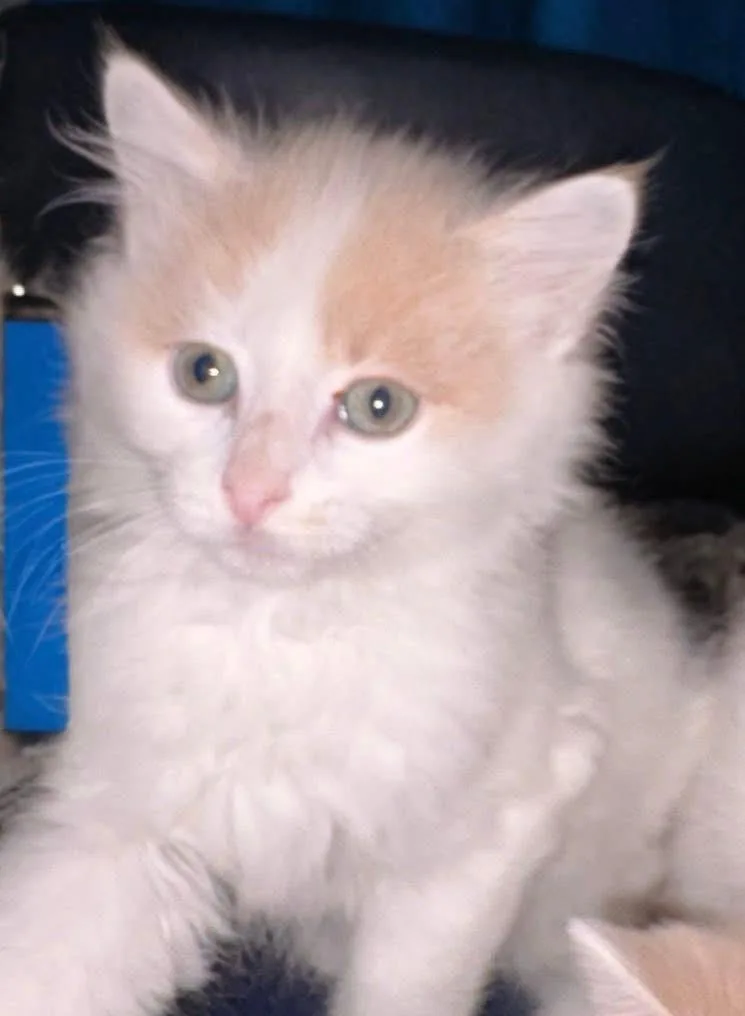 A baby medium-sized male Orange / Red American Shorthair cat named Willy for adoption in Woodbury, NJ