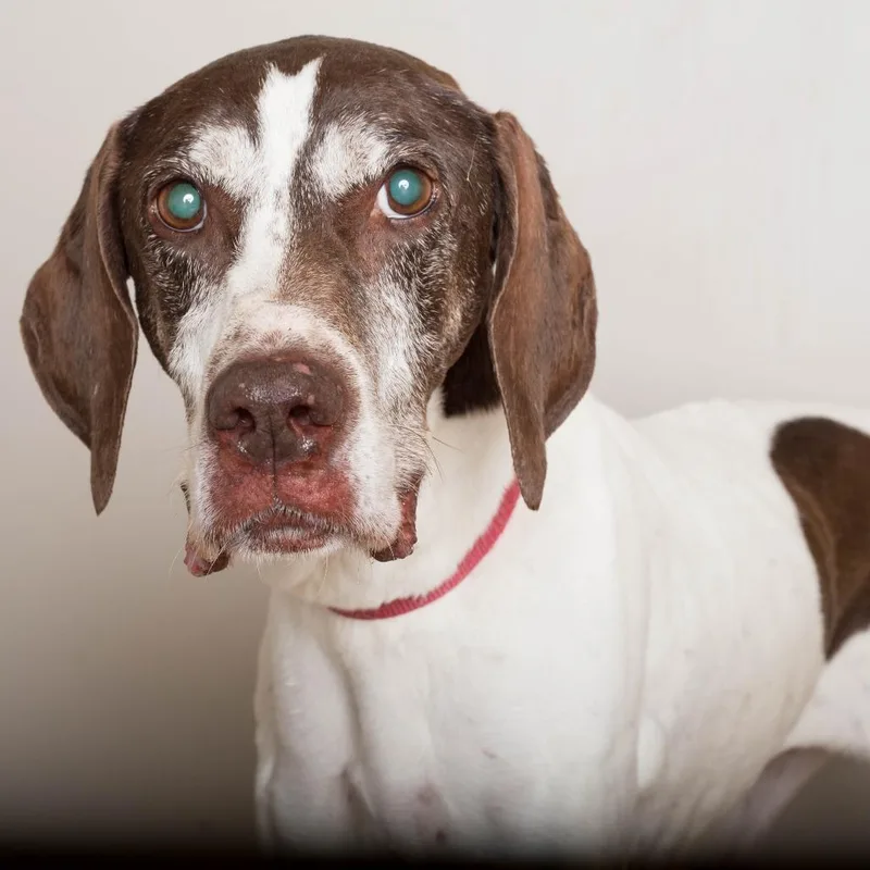 A senior medium-sized female White / Cream German Shorthaired Pointer dog named BruhniD for adoption in Minnetonka, MN