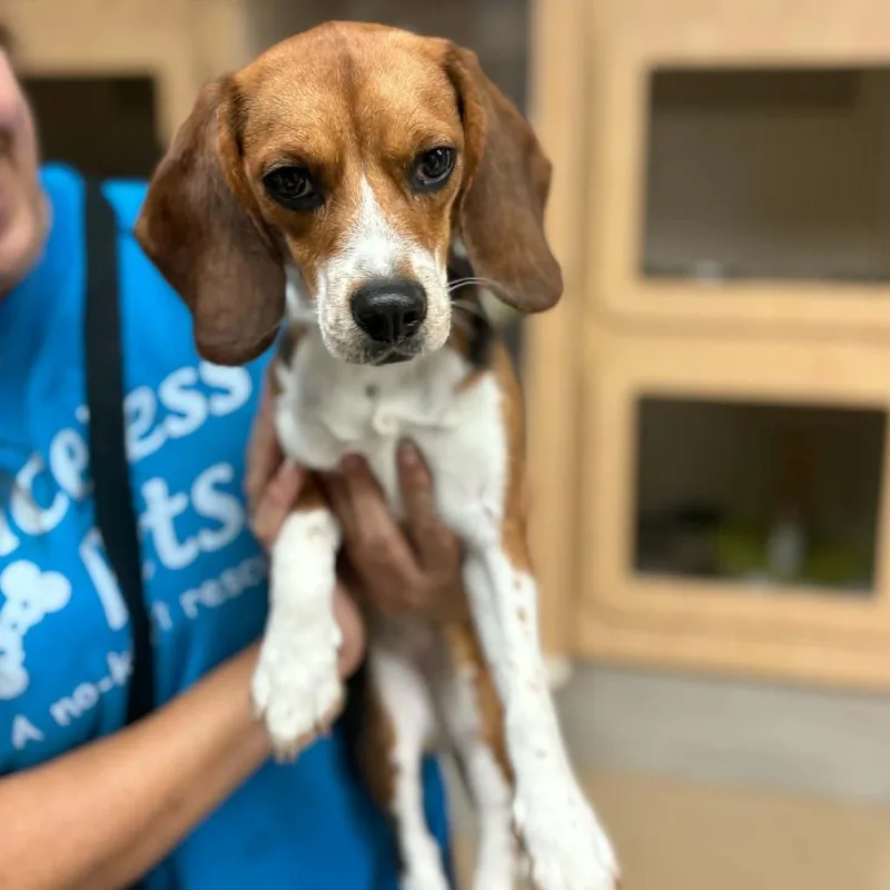 A young small-sized female Beagle dog named Raspberry  Chino Hills for adoption in Chino Hills, CA
