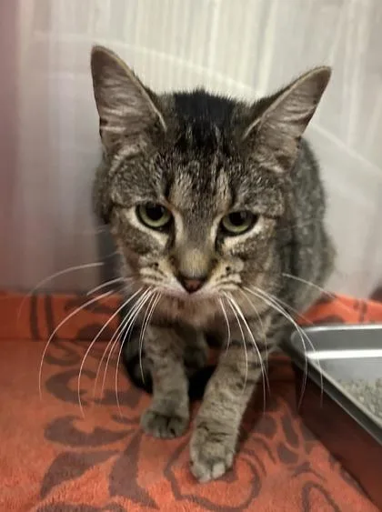 An adult small-sized female Domestic Short Hair cat named Bertha for adoption in Cincinnati, OH