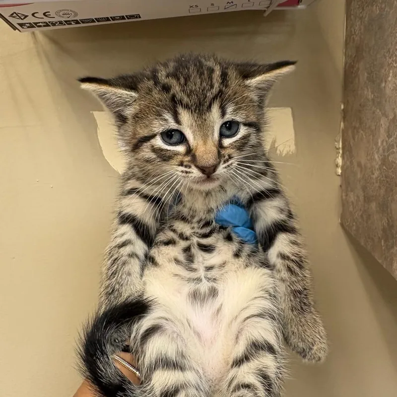 A baby small-sized male Brown / Chocolate Domestic Short Hair cat named Charlie Brown for adoption in Birmingham, AL