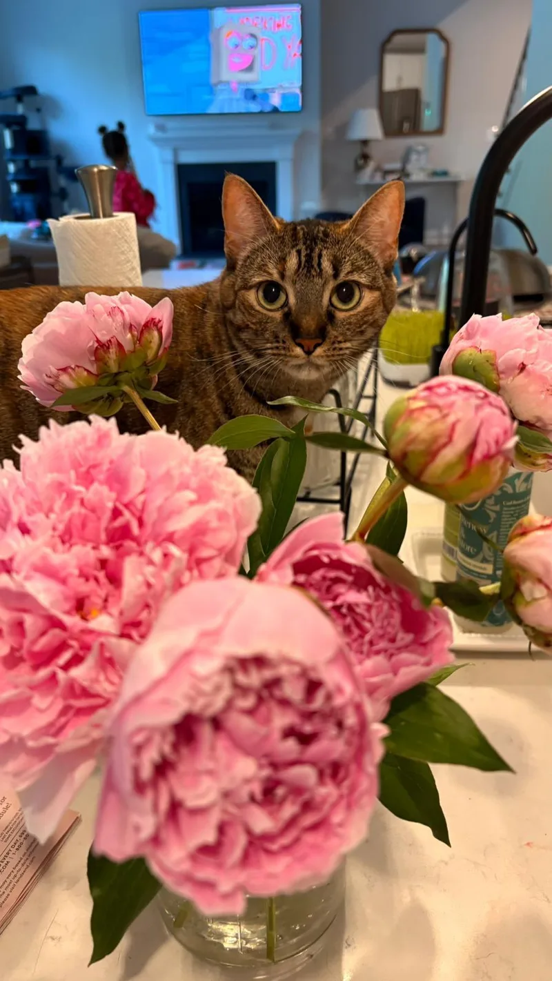 A young medium-sized female Domestic Short Hair cat named Cookie And Pumpkin for adoption in Fairfax, VA