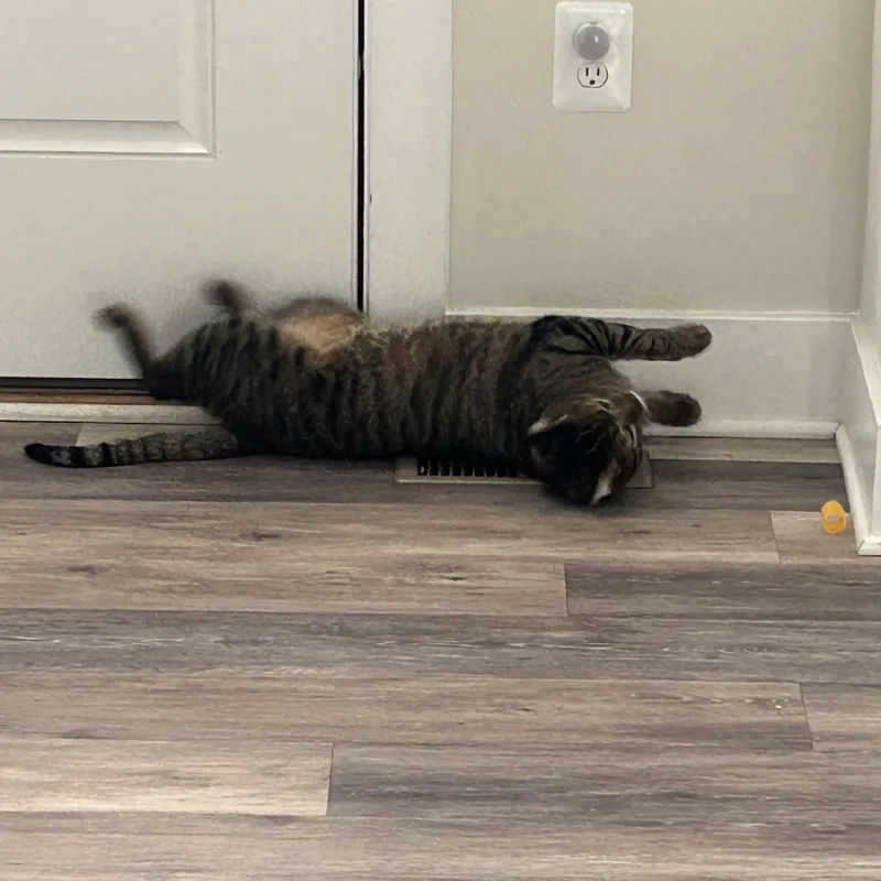 Cookie And Pumpkin thumbnail 2