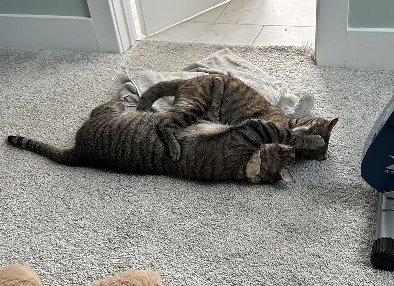 Cookie And Pumpkin thumbnail 4