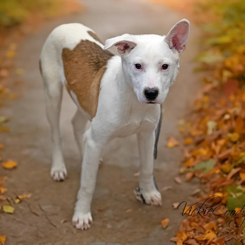 An adult medium-sized female White / Cream Mixed Breed dog named Starburst for adoption in Portland, OR